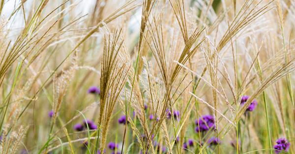 8 ornamental grasses that will bring your garden to life | Australian