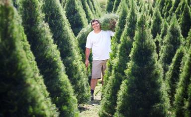 The best Christmas tree farms near you (in every state)