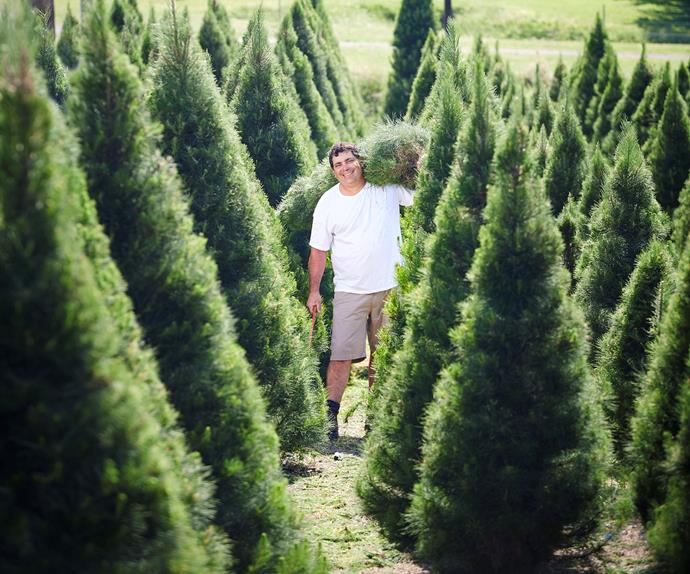 The best Christmas tree farm near me (in every state) | Homes To Love