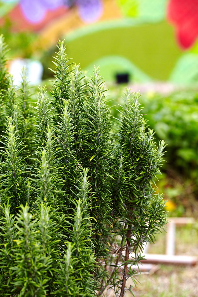 Perennial plants like rosemary thrive when grown from cuttings.