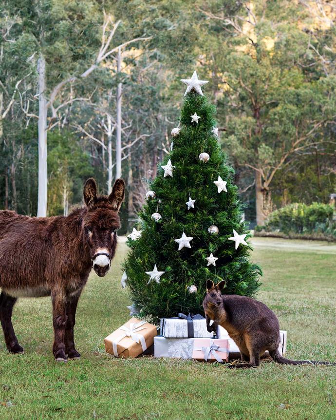 Toby the donkey and Cracker the wallaby also take part in the festivities.