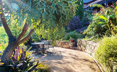 A wild urban garden featuring a mix of native and exotic plants