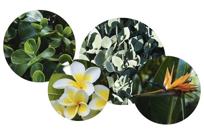 **Plant palette** Working with a combination of existing plants and new tropical plantings has resulted in a wonderful family garden. **Get the look** (left to right) Paddle plant (*Cotyledon orbiculata var. oblonga* 'Macrantha'). Frangipani (*Plumeria rubra var. acutifolia*). Silver teaspoons (*Kalanchoe hildebrandtii*). Bird of paradise (*Strelitzia reginae*).<br><br>*See more of Michael's work at [Michael Cooke](https://www.michaelcooke.com.au/|target="_blank"|rel="nofollow"). The garden was installed by Andrew Noble of [Cornerstone Landscaping](https://cornerstonelandscaping.com.au/|target="_blank"|rel="nofollow").*