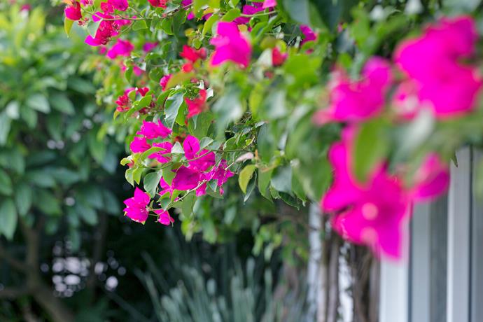 Bright pink Bougainvillea 'Scarlet O'Hara' was part of the original garden. Lyndall and her team restored it back to its former glory.