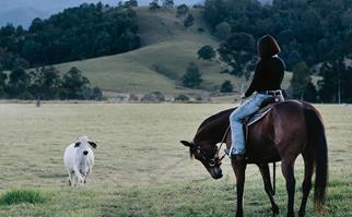 Horse on Australian farm