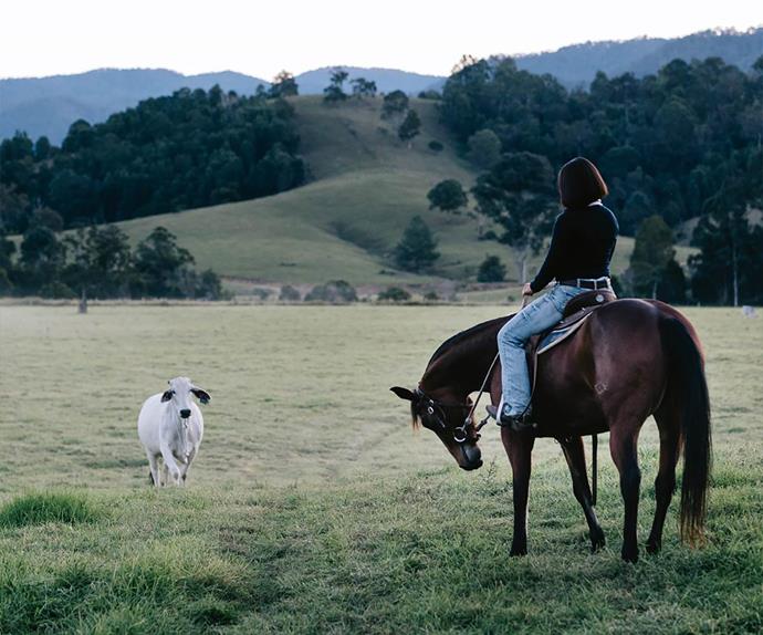 Horse on Australian farm