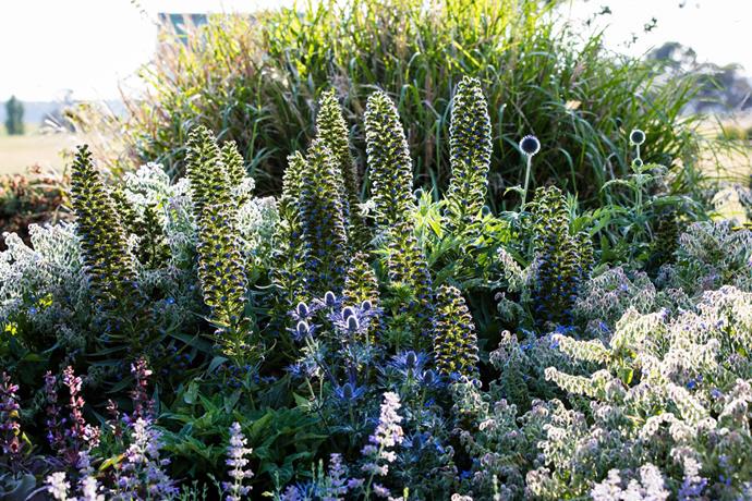 Perry has composed a symphony of purple and mauve in this pocket of the garden, which includes the tall purple spires of Pride of Madeira (Echium candicans) with sea holly (Eryngium x zabelii), globe thistle (Echinops ritro 'Veitch's Blue') and borage (Borago officinalis).
