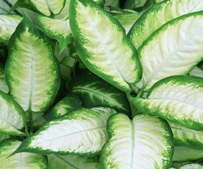 Dumb cane (Dieffenbachia 'Tropic Marianne') is a striking lime-green and white plant for bright but not direct light. Leaves grow on cane-like stems that can be pruned. Water when dry and mist occasionally. All plant parts are poisonous.