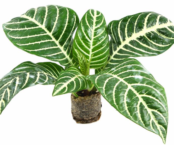 Zebra plant (Aphelandra squarrosa) prefers a brightly lit spot indoors out of direct sunlight. Water and mist regularly. Keep leaves dusted. Plants can have long-lasting yellow or orange flowers.