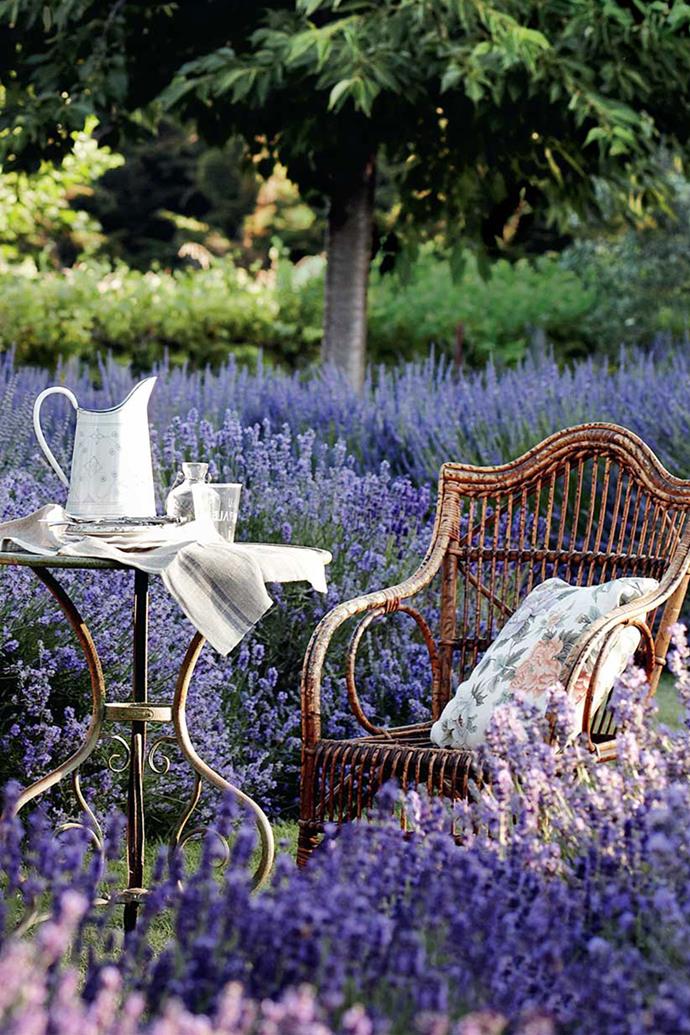 **VISIT LAVANDULA SWISS ITALIAN FARM**<br>
Could there be a more perfect place to dream? Here at Carol White's [Lavandula Swiss Italian Farm](https://www.lavandula.com.au/|target="_blank"|rel="nofollow"), afternoon tea is served amid rows of fragrant lavender.