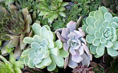 9 types of succulents you've probably never heard of
