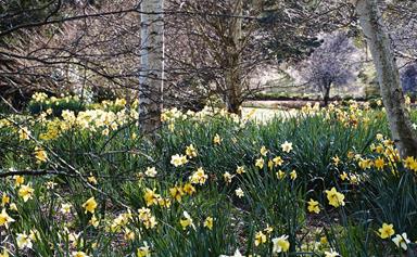 A daffodil garden in full bloom at Rydal in the Blue Mountains