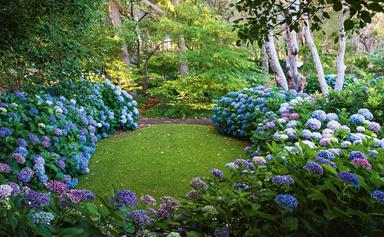 A hydrangea garden designed to perfection in Margaret River, WA