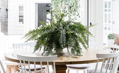 How to keep ferns thriving indoors and out