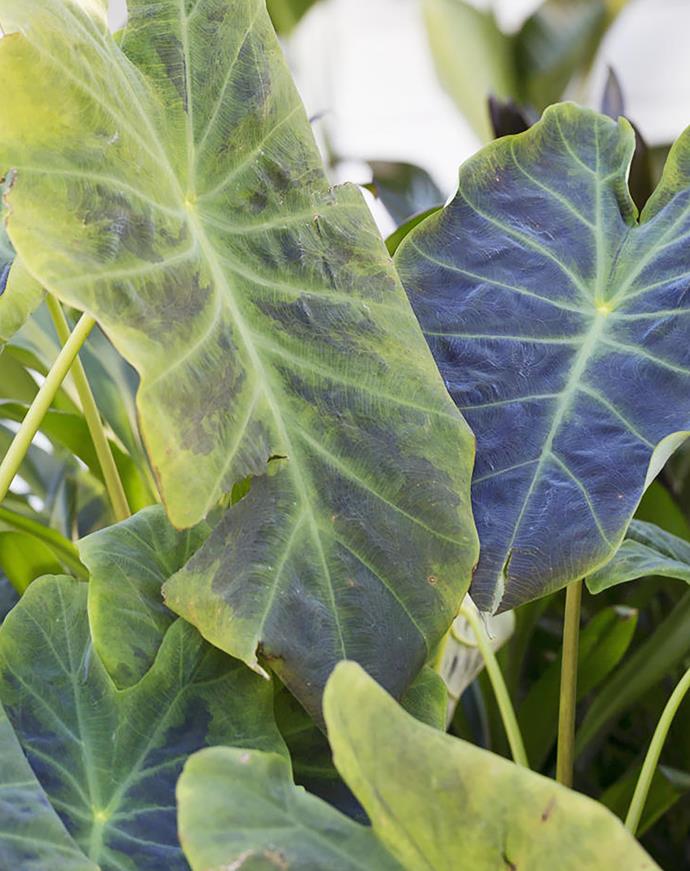The substantial leaves of an elephant's ear (Colocasia esculenta).