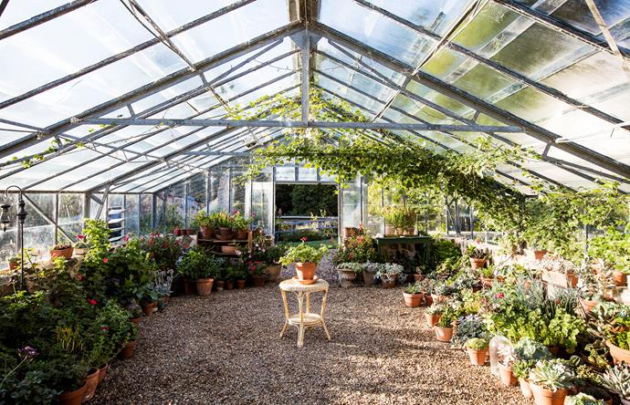 The vast, picture-perfect glasshouse contains Sarah's collection of succulents and geraniums, with porcelain berry (Ampelopsis brevipedunculata) climbing above.
