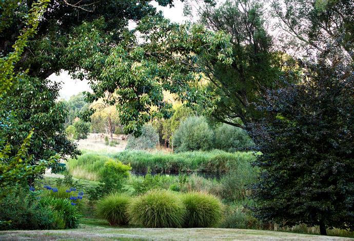 Poplar trees (Populus yunnanensis) and copper beech (Fagus sylvatica 'Atropurpurea') frame the view to the small dam where Sarah's plantings blur the boundary between garden and bush. Deep blue agapanthus and tufts of Miscanthus sinensis 'Gracillimus' add interest.