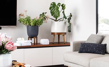 How to choose the best indoor plant for your home