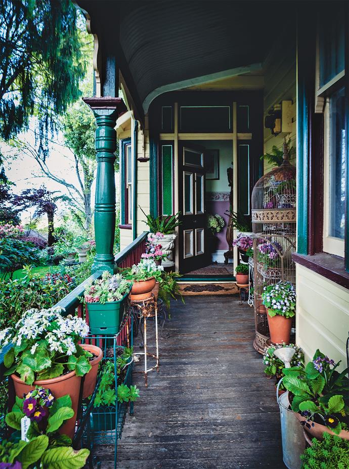 Pots of cinerarias on the [front verandah](https://www.homestolove.com.au/country-verandahs-13365|target="_blank") bloom from late winter well into spring. This collection of jewel-like plants has been placed with a painter's flair.