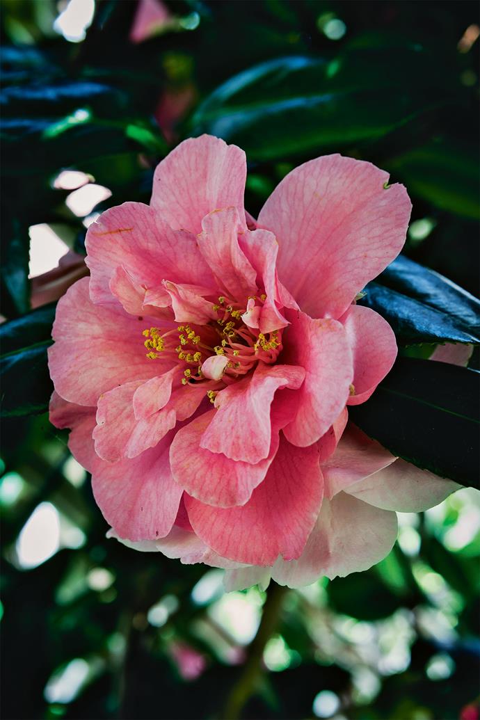 The pink [japonica camellia](https://www.homestolove.com.au/caring-for-camellias-9626|target="_blank") 'Appleblossom'.