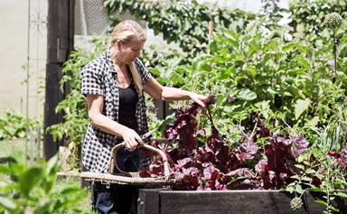 How to grow an organic home garden