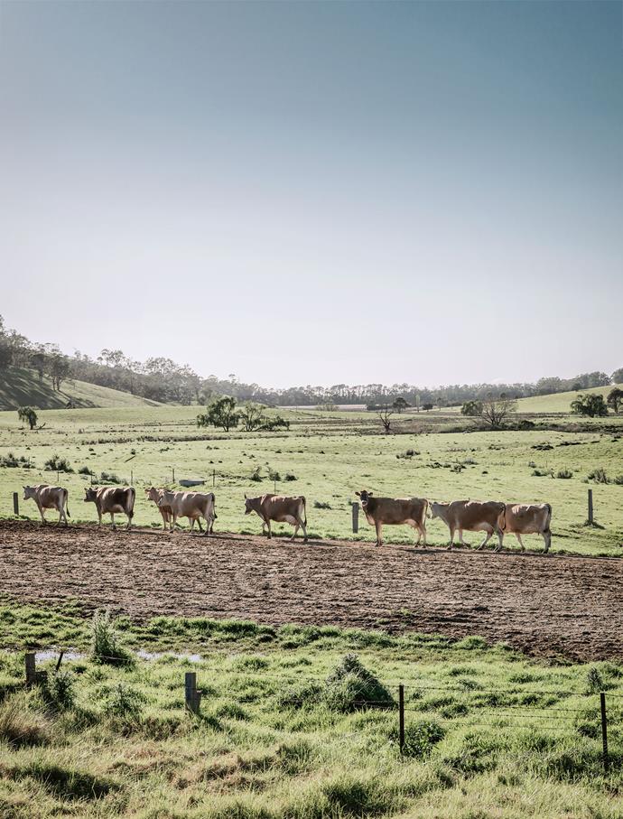A procession of cows heads for the milking shed near Bermagui.