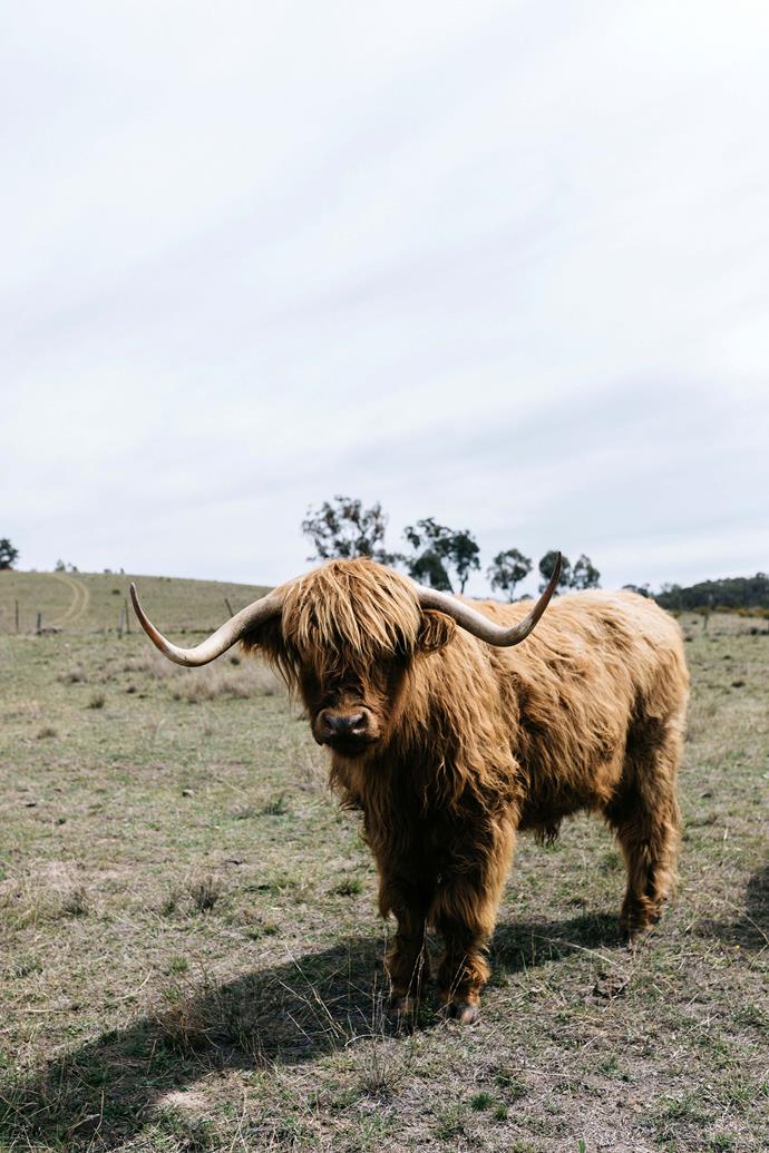 The couple's popular Highland cattle.