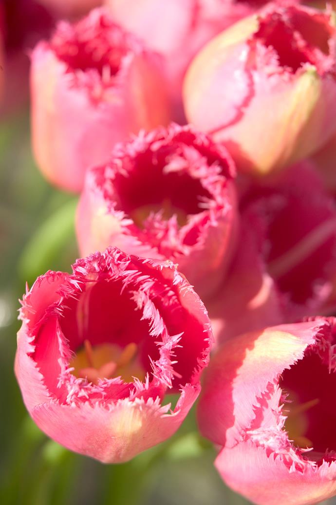 A cluster of pink French lace tulips.