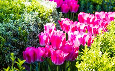 How to grow tulips in garden beds and pots