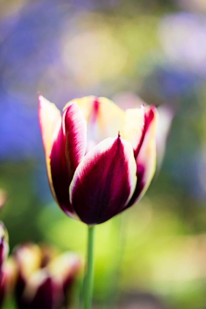 A Tulip Gavota in bloom.
