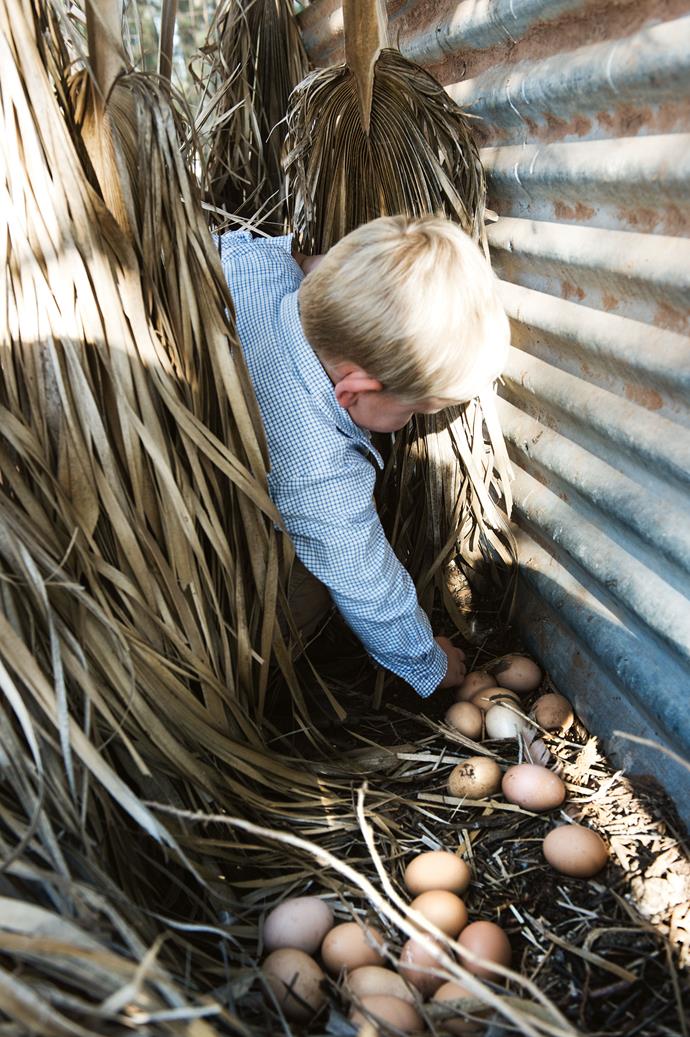 James collecting eggs laid by the family's ISA brown hens.