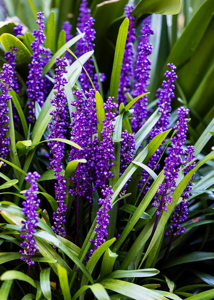Liriope muscari 'Royal Purple' in flower.