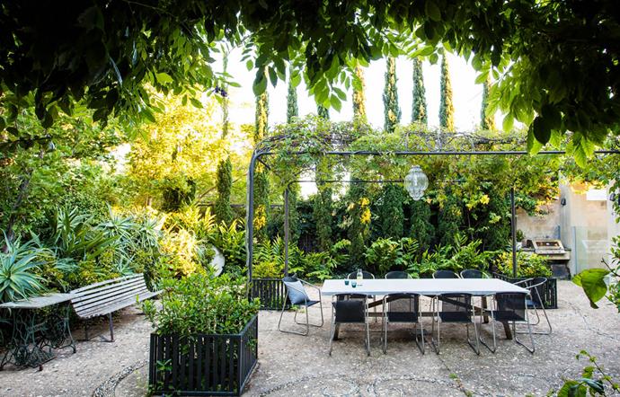 Defining the outdoor dining space, the ornate steel pergola is a perfect climbing frame for Virginia creeper, which forms a green 'roof' over the table. Surrounding the table is a mix of richly textured plants, including candelabra aloe (Aloe aborescens), the spiky rosettes of which poke through a hedge of jade plant (Crassula ovata). Along the rear wall is the original row of pencil pines (Cupressus sempervirens 'Glauca'), behind a display of fragrant ornamental ginger (Hedychium flavum). Draping over the barbecue is Bougainvillea 'Tango'. At the base of each pergola corner is a steel planter filled with gardenias.