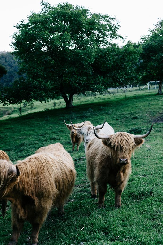 The couple now have six beloved Highland cows, Wendy, Peter, Alice, Matilda, Tom and Dorothy.