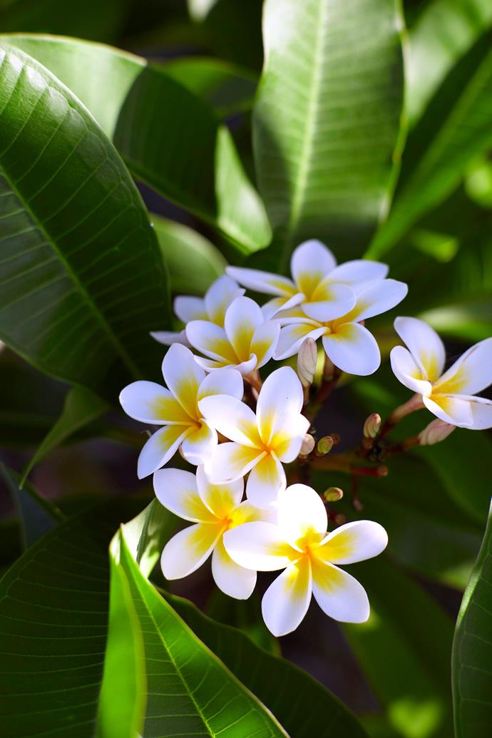 Frangipanis with white flowers are thought to be more susceptible than those with coloured blooms. Speak to your local nursery for more site specific advice. *Photo: Alicia Taylor / bauersyndication.com.au*