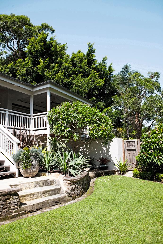 Frangipani trees are a popular choice for [tropical gardens](https://www.homestolove.com.au/everything-you-need-to-know-about-tropical-garden-design-9035|target="_blank") in Australia. *Photo: Maree Homer / bauersyndication.com.au*