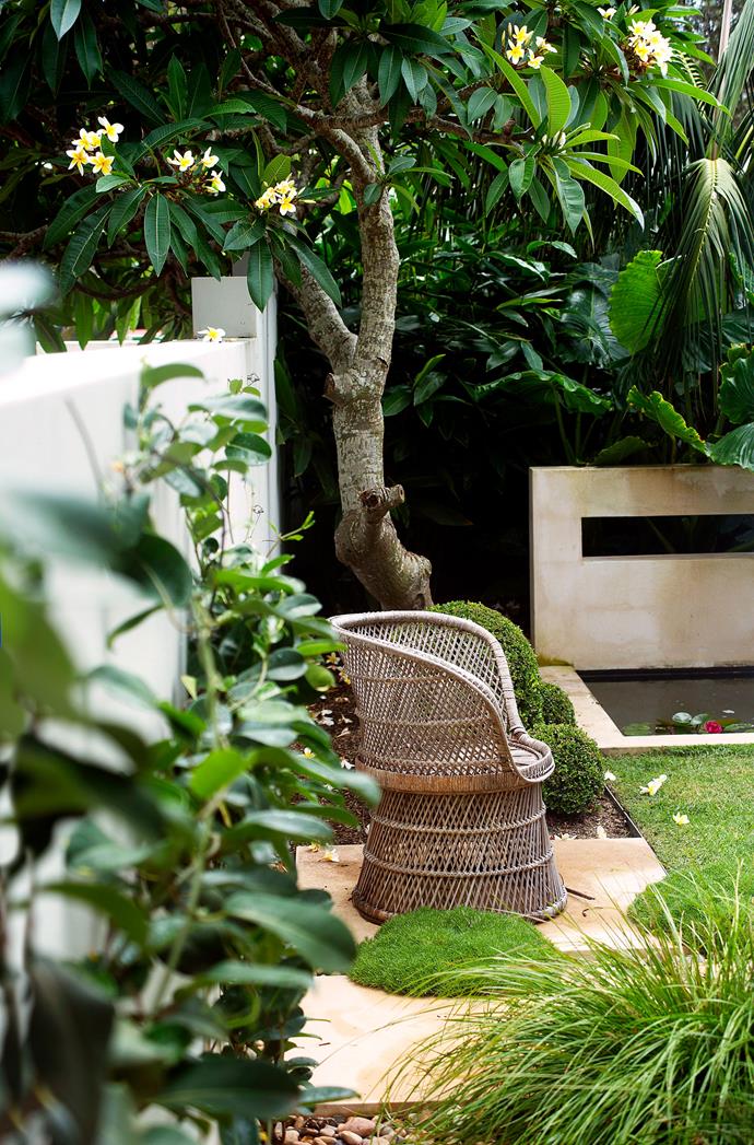 Frangipani trees are among one of [seven tree varieties that will add value to your home](https://www.homestolove.com.au/7-trees-that-add-value-to-your-property-and-3-that-dont-12480|target="_blank"). *Photo: Brigid Arnott / bauersyndication.com.au*