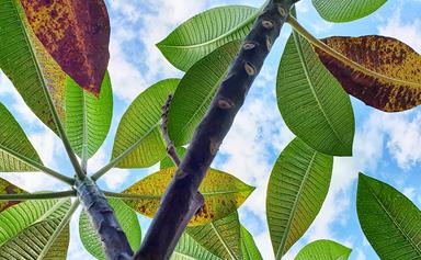 Frangipani rust: What it is and how to treat it