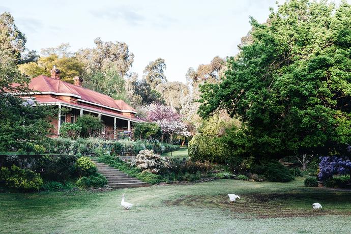 Built in 1896, Ford House sits on a two-hectare property in Bridgetown, WA. The house is dwarfed by an English oak tree on the right. The blossoming trees next to the house include a double-flowering cherry tree and a crabapple tree.