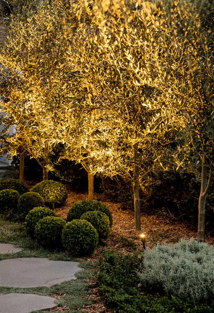 **Front garden** Come evening, Twiggy spike lights by Nocturnal Lighting show the olive orchard in its best light.