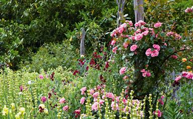 A flourishing rose garden in the Southern Highlands town of Berrima