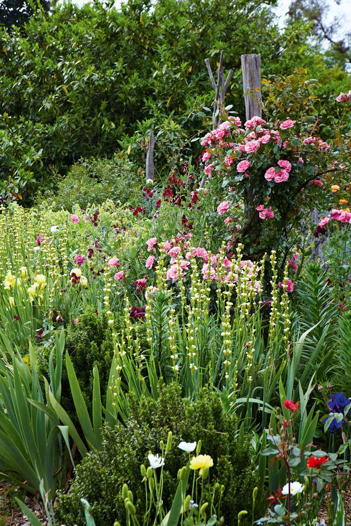 The rich colours of 'Bantry Bay', a rose bred by the Irish McGredy family, contrast with the yellow-flowered Sisyrinchium striatum in the foreground. This colour combination is repeated in Clive's "Irish corner" where he has planted a pink 'Bantry Bay' alongside the scarlet 'Dublin Bay'.