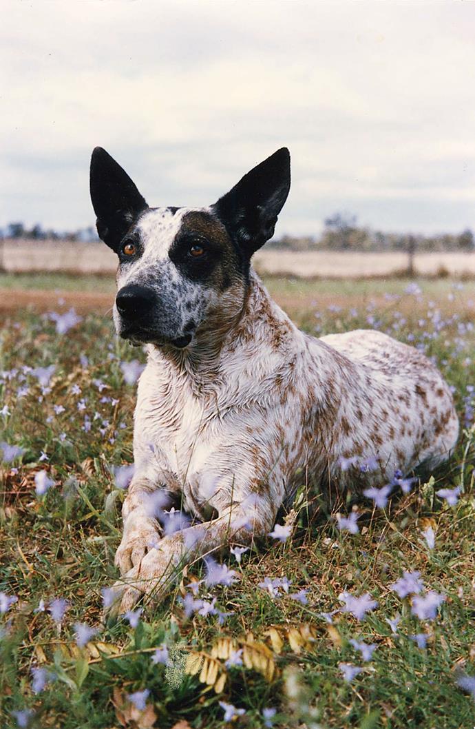 Missy in a bed of bluebells. "Missy loved the little boys on the station," says owner Jan. "She adopted tiny puppies, cleaned milk off the chins of poddy calves and saw off unwelcome visitors."