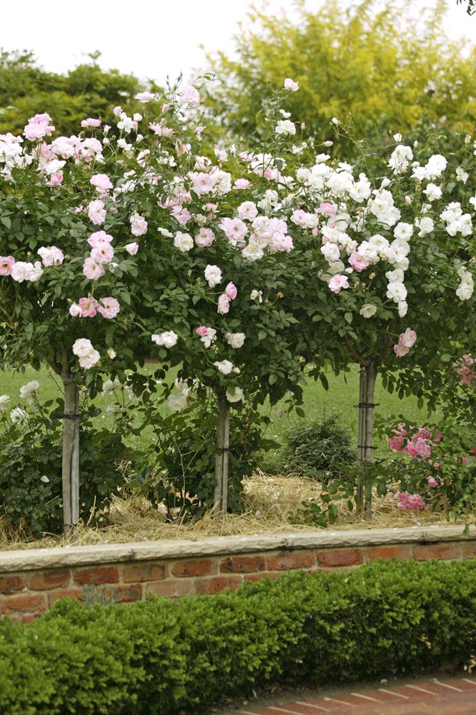 A row of standard pink Iceberg Roses in a raised garden bed. *Photo: Brent Wilson / bauersyndication.com.au*