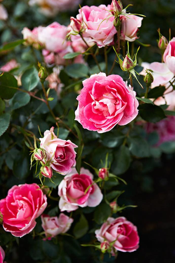These pretty pink roses at a garden in Victoria feature a subtle white edging. *Photo: Armelle Habib / bauersyndication.com.au*