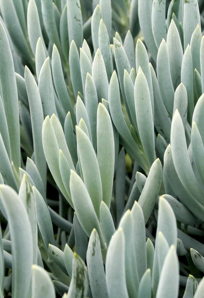 **Blue Chalk Sticks** (*Senecio mandraliscae*) With an attractive silvery-blue tone, this [low-maintenance](https://www.homestolove.com.au/12-low-maintenance-garden-ideas-4002|target="_blank") succulent spreads easily to form a dense ground cover.