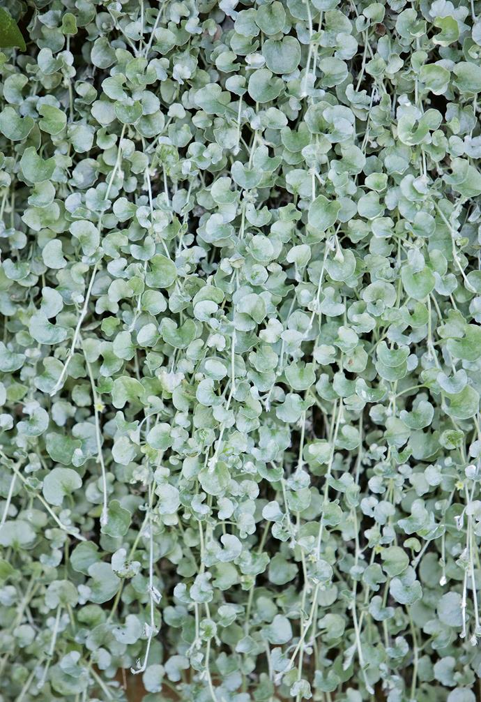 **Silver falls** (*Dichondra argentea*) A creeping plant with long, silver trailing stems. Use as a [ground cover](https://www.homestolove.com.au/how-to-choose-the-right-ground-cover-plants-14419|target="_blank") or hang in pots for instant impact.