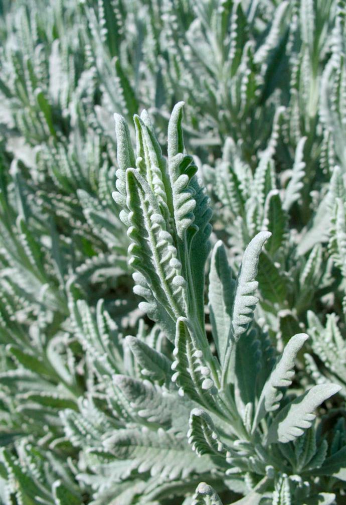 **French lavender** (*Lavandula dentata*) Also known as 'Fringed Lavender' this hardy, ornamental shrub flowers non-stop from early summer to late autumn in the right conditions. What it lacks in scent it makes up for in looks, plus it will [bring butterflies and bees to your garden](https://www.homestolove.com.au/bee-friendly-garden-ideas-19847|target="_blank").