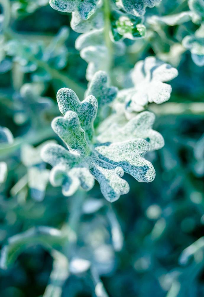 **Dusty miller** (*Jacobaea maritima*) With its soft, finely textured foliage, this plant looks good in both containers and garden beds, and will help tone down brighter blooms.