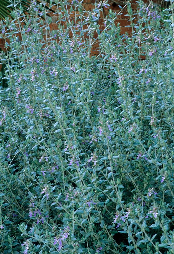 **Shrubby germander** (*Teucrium fruticans*) An evergreen shrub from the mint family, which has pretty mauve-blue flowers on arching grey stems. It has a decidedly Mediterranean feel. Water well until established then leave to its own devices.